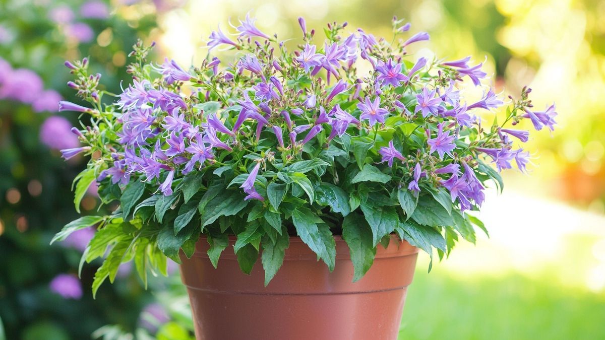 Agastache blue fortune – alles over verzorging, standplaats en tips