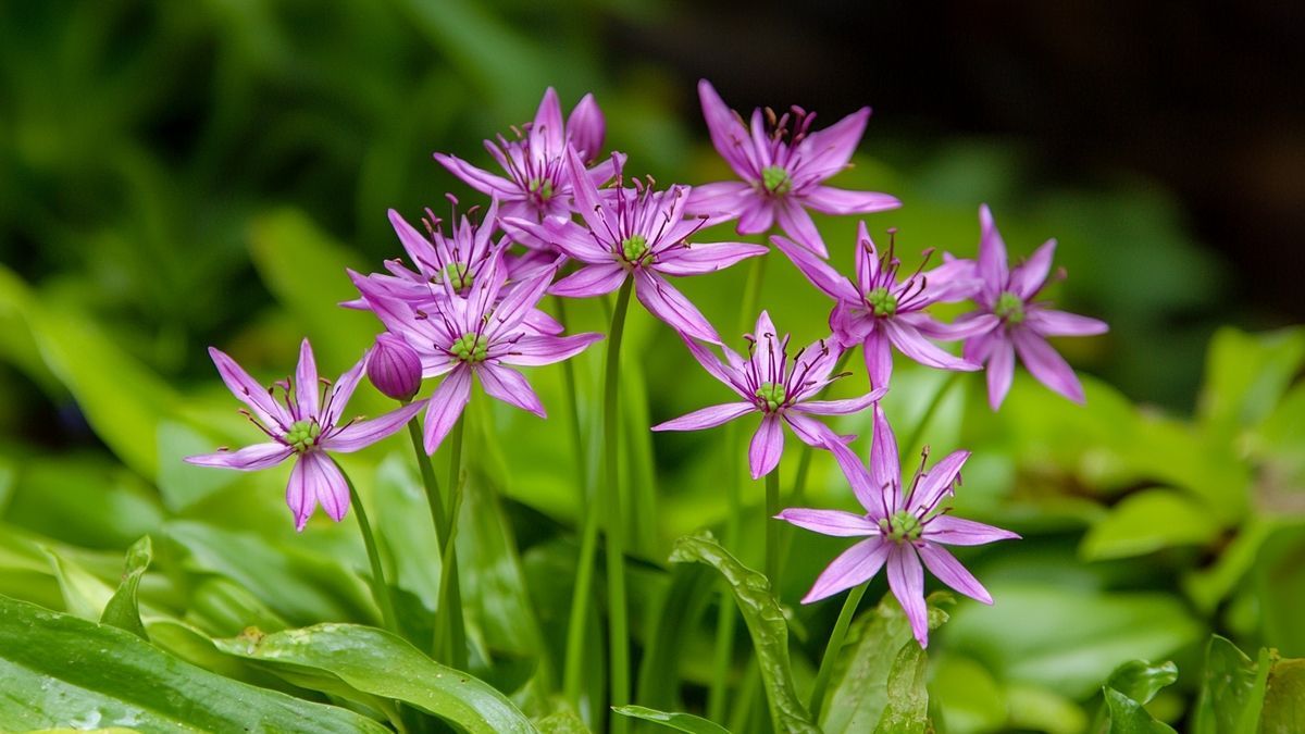 Allium hollandicum purple sensation – alles over verzorging, standplaats en tips