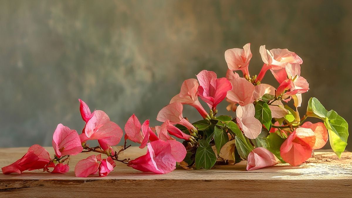 Bougainvillea snoeien: hoe en wanneer voor een gezonde groei?