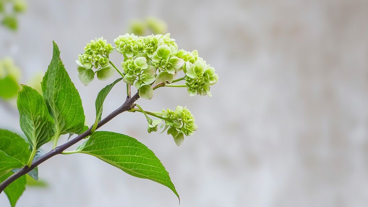 Hortensia annabelle snoeien: hoe en wanneer voor een gezonde groei?