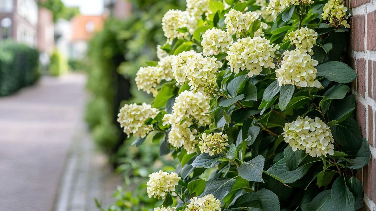 Laurustinus viburnum – alles over verzorging, standplaats en tips