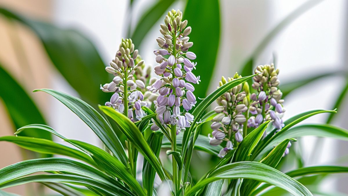 Liriope muscari moneymaker – alles over verzorging, standplaats en tips