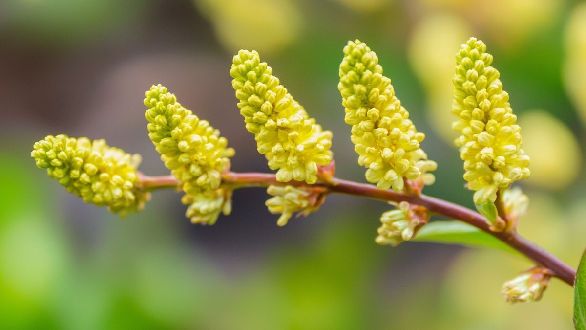 Spirea snoeien: hoe en wanneer voor een gezonde groei?