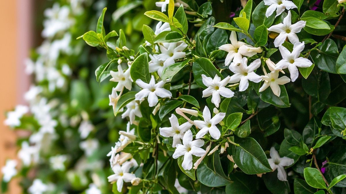 Toscaanse jasmijn snoeien: hoe hou je hem in vorm?