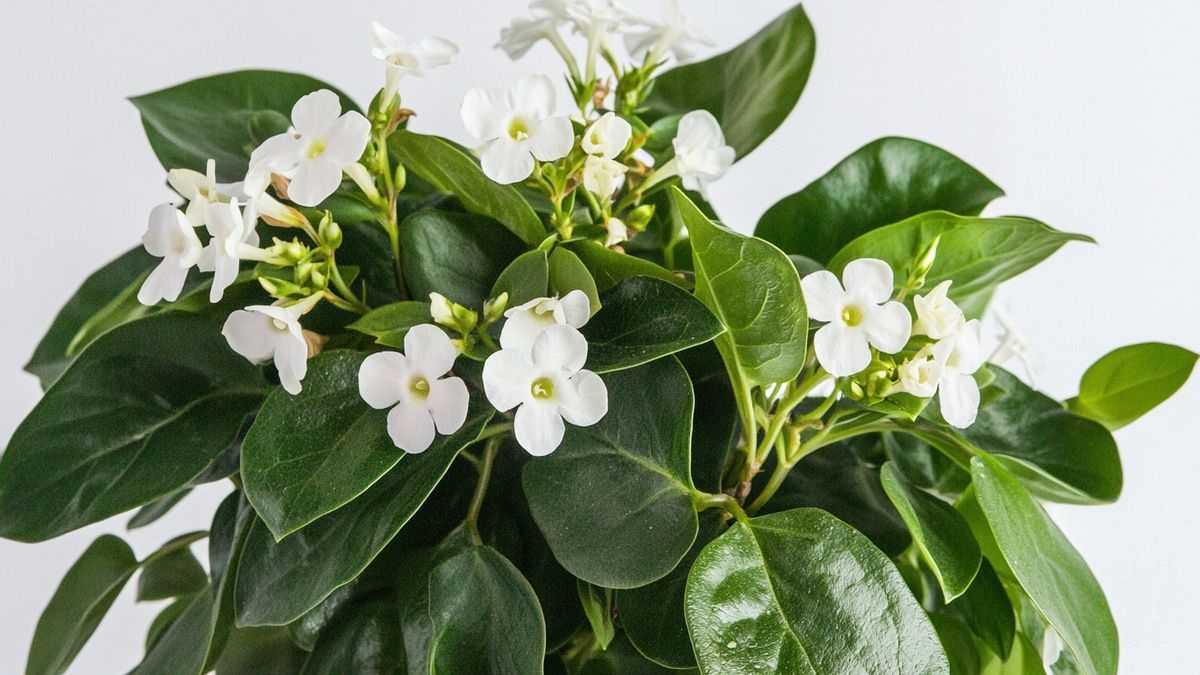 Trachelospermum jasminoides – alles over verzorging, standplaats en tips