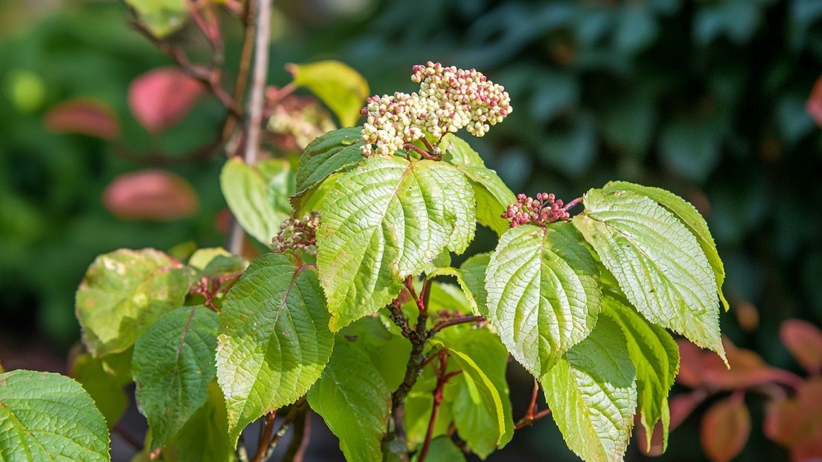 Viburnum opulus – alles over verzorging, standplaats en tips