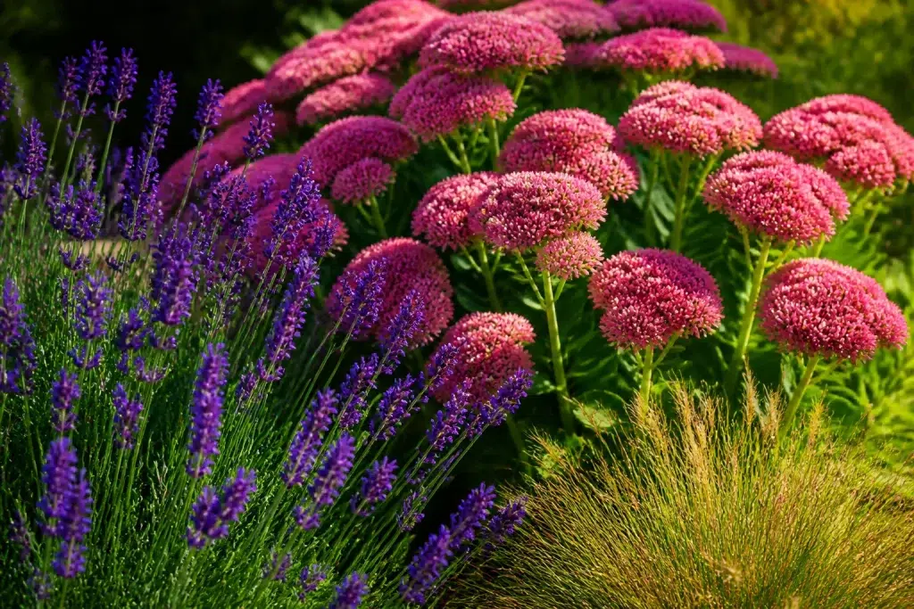 Bloeiende tuin met paarse lavendel en roze sedum planten