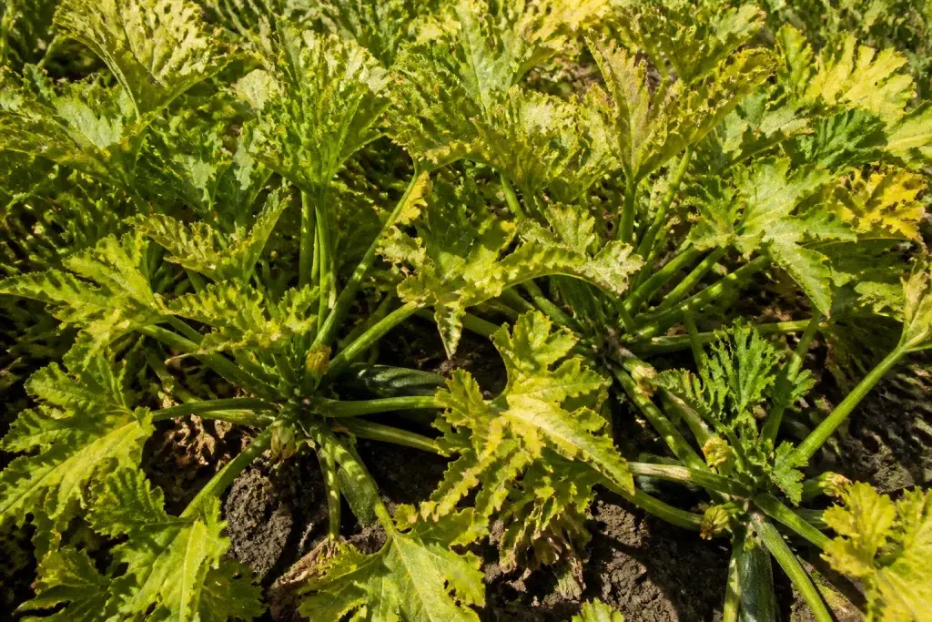 Dicht geplante courgetteplanten met gelige bladeren en weinig vruchten