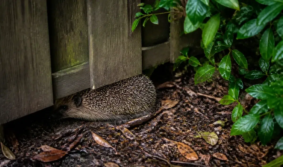 Egel kruipt onder houten hek langs donkere tuinrand weg