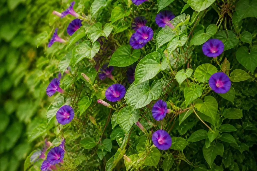 Giftige klimplanten met groene bladeren en paarse bloemen zichtbaar