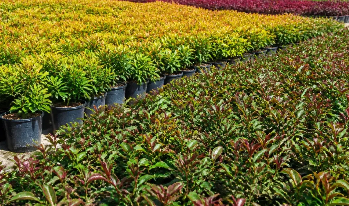 Jonge herfstplanten in rijen onder open lucht zonder bescherming