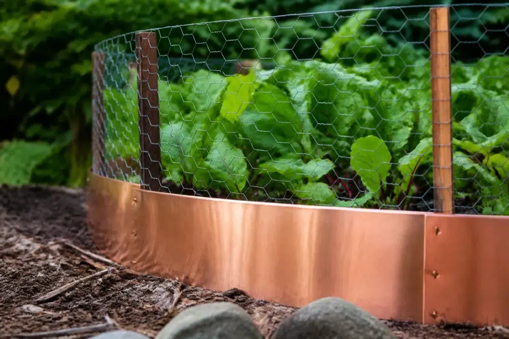 Koperen strip en kippergaas rond groene planten