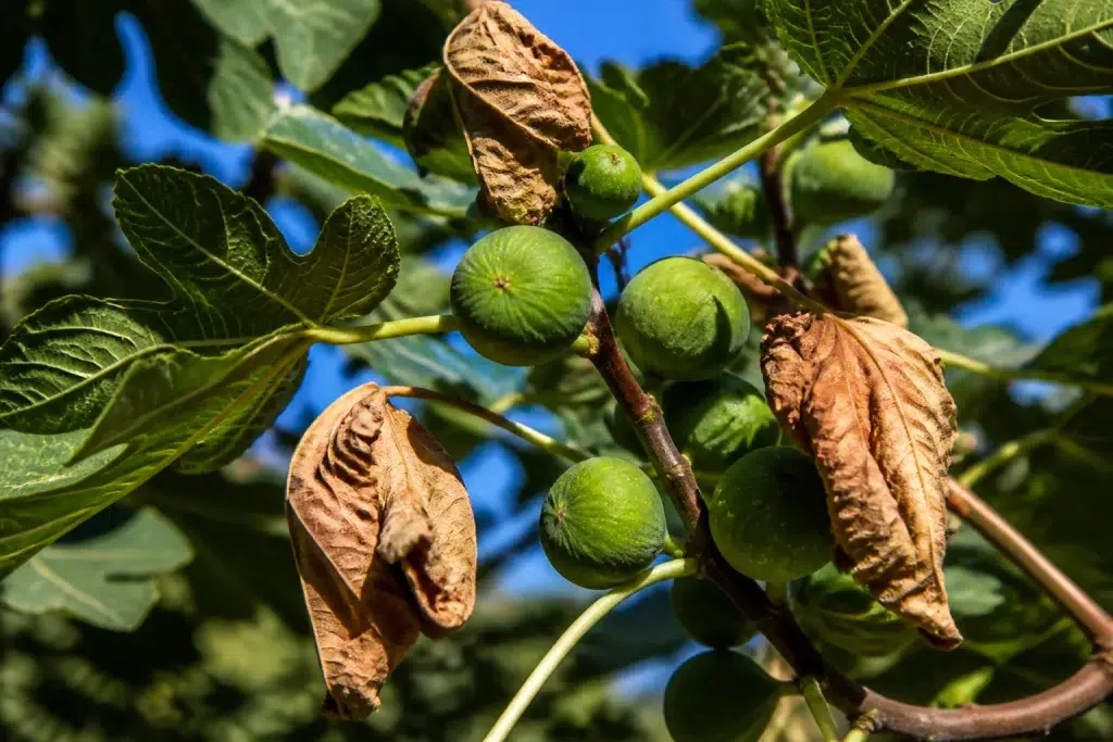 Onrijpe vijgen aan boom met droge bladeren zichtbaar