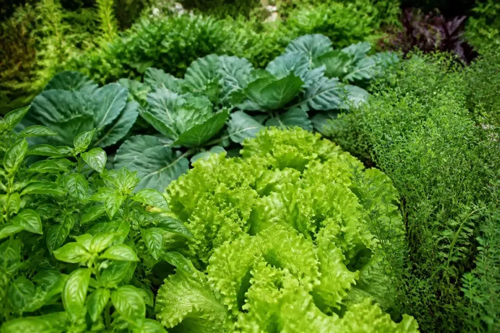 Groentebed omringd door kruiden en ruwe bladplanten