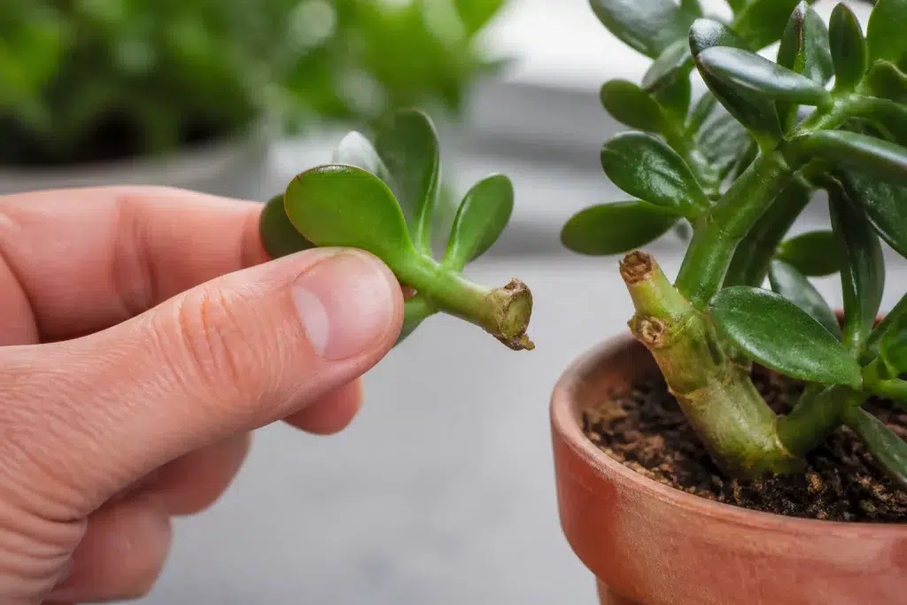 Plantenstek met hielstuk tegen moederplant afgebroken