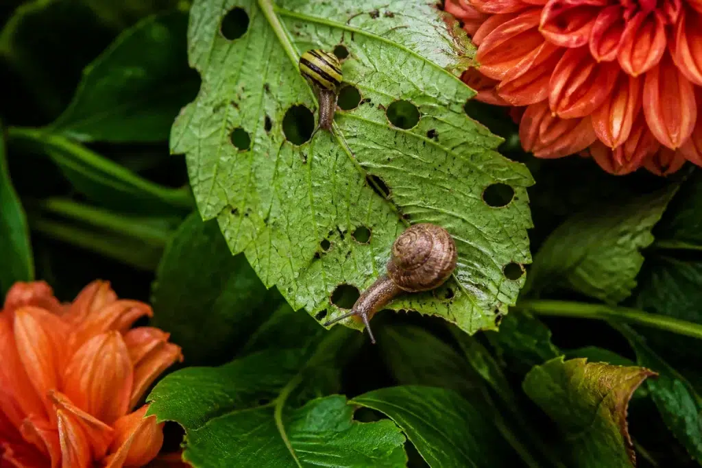 Slakken op beschadigde dahliabladeren in vochtige herfstmorgen