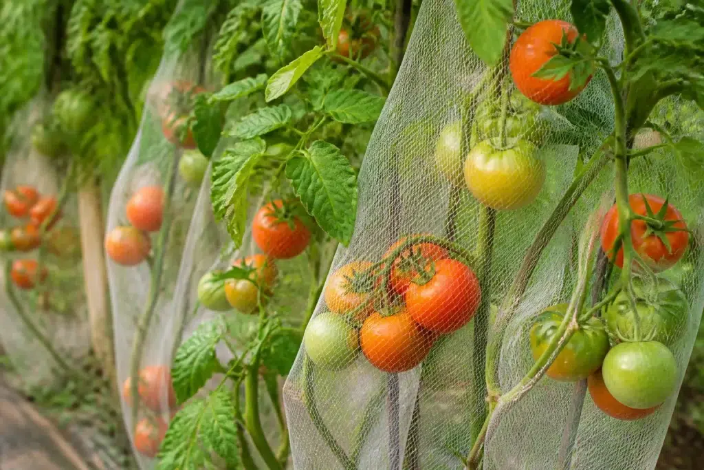 Tomatenplanten met beschermende netten tegen scheuren