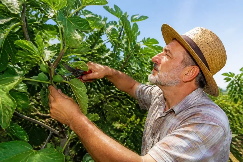 Tuinier snoeit vijgenboomtakken voor betere vruchtontwikkeling