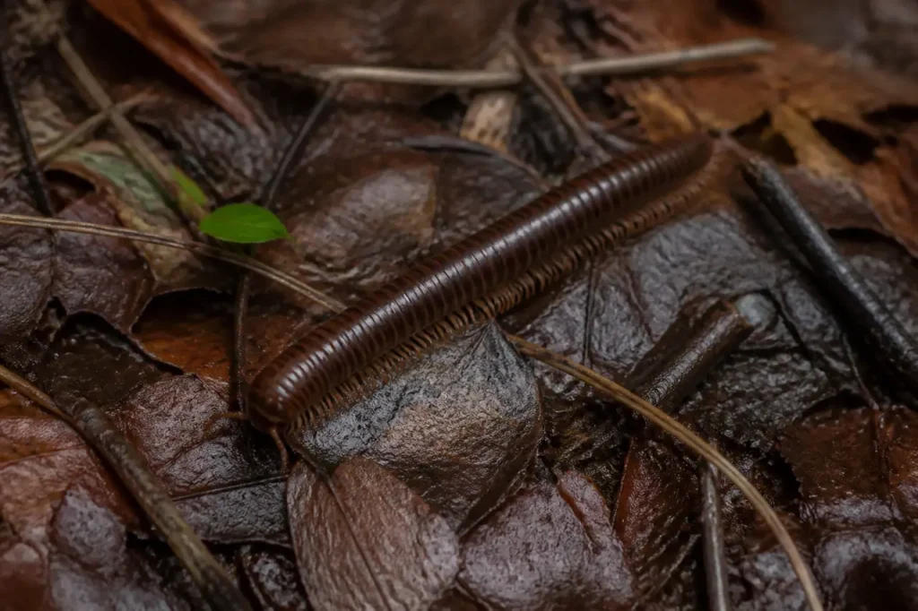 Bruine duizendpoot op vochtig bladerdek in bos