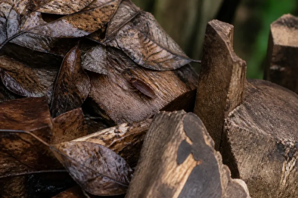 Houtstapel met natte bladeren en bruine tuinkakkerlak